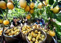 重慶市農(nóng)業(yè)委員會辦公室關(guān)于轉(zhuǎn)發(fā)農(nóng)業(yè)農(nóng)村部開展“我與農(nóng)產(chǎn)品質(zhì)量安全這十年”征文活動的通知